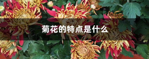 菊花的特点是什么，菊花的形状