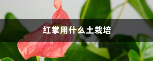 红掌用什么土栽培