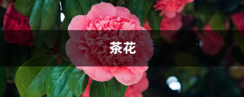 绿萝茶花…裹个毛巾，大冬天也呼呼冒根，20天长满盆！