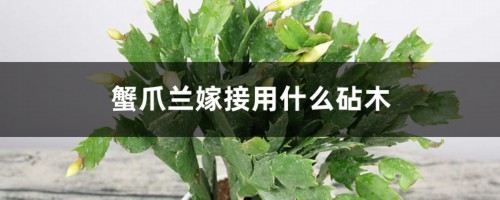 蟹爪兰嫁接用什么砧木，蟹爪兰嫁接时间和方法