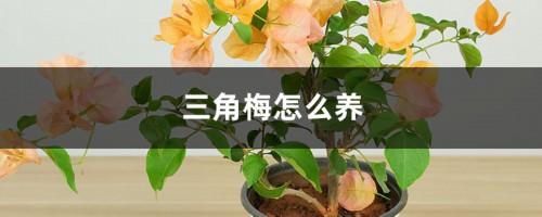 三角梅怎么养，家里养吉不吉利