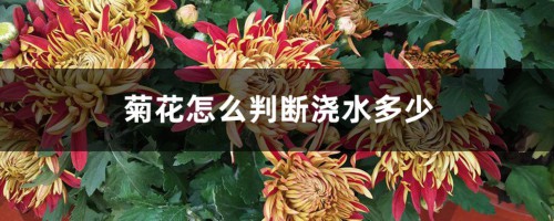 菊花怎么判断浇水多少