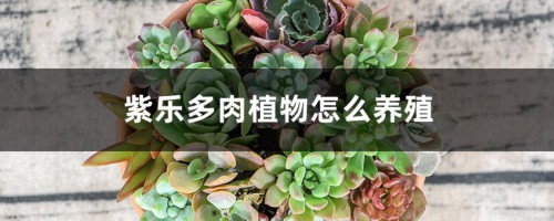 紫乐多肉植物怎么养殖