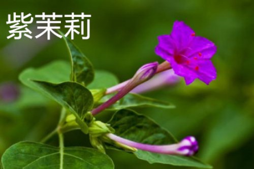 紫茉莉