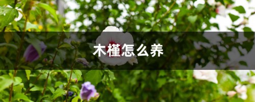 木槿怎么养