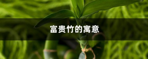 富贵竹的寓意