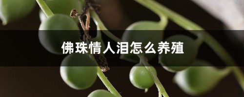 佛珠情人泪怎么养殖