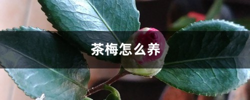 茶梅怎么养