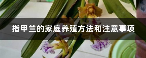 指甲兰的家庭养殖方法和注意事项