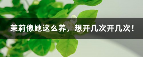 茉莉像她这么养，想开几次开几次！