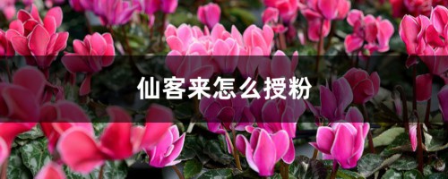 仙客来怎么授粉