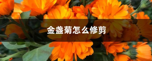 金盏菊怎么修剪