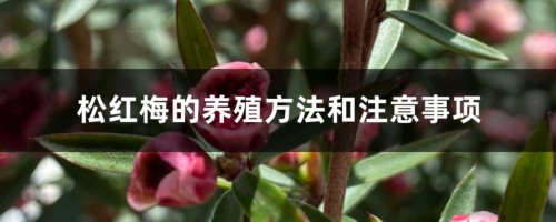 松红梅的养殖方法和注意事项